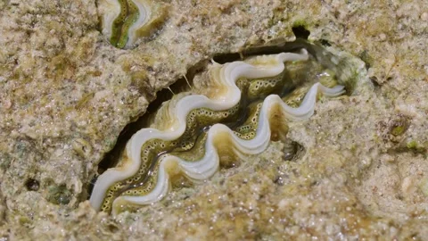 Giant Boring Clam Responding to Danger. Видео 332926407