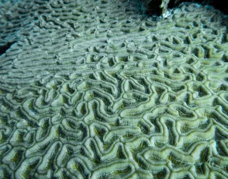 Giant brain corals texture Stock Photos