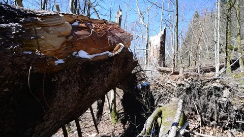 Giant broken spruce tree in a natural forest in austria Stock Footage 127630148