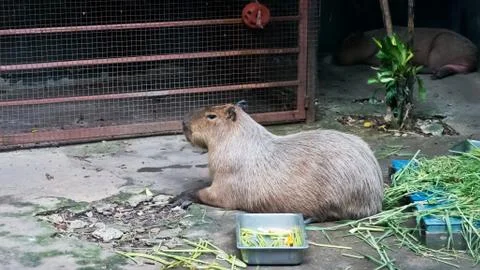 The giant brown capybara Fotos Stock