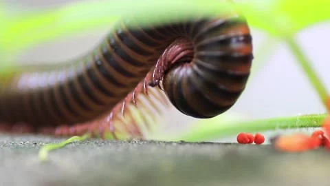 Giant brown millipedes Stock Footage 208236039