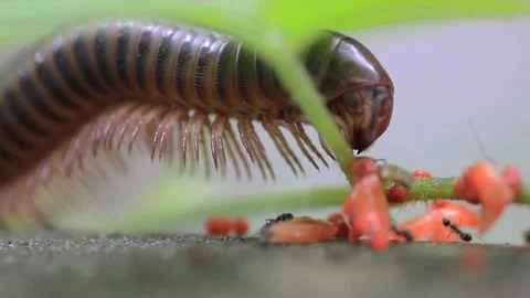 Giant brown millipedes Stock Footage 208236060