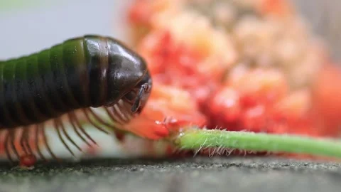 Giant brown millipedes Stock Footage 208236126