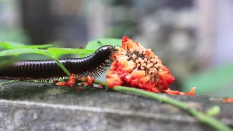 Giant brown millipedes Stock Footage 208236148