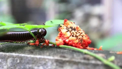 Giant brown millipedes Stock Footage 208236159