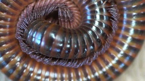 Giant brown millipedes Stock Footage 249262392