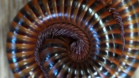 Giant brown millipedes Stock Footage 249262470