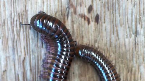 Giant brown millipedes Stock Footage 249262471