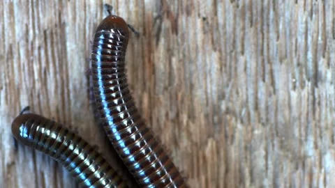 Giant brown millipedes Stock Footage 249262472