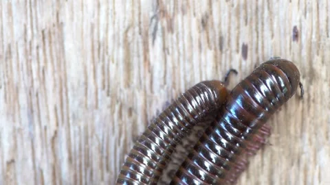 Giant brown millipedes Stock Footage 249262516