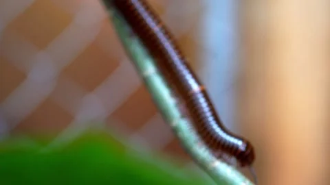 Giant brown millipedes Stock Footage 249262548