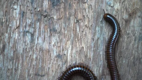 Giant brown millipedes Stock Footage 249262745