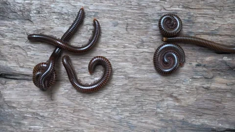 Giant brown millipedes Stock Footage 249263715