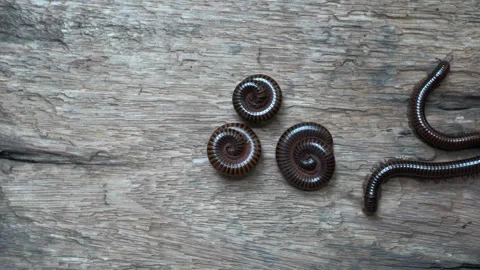Giant brown millipedes Stock Footage 249263716