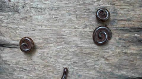 Giant brown millipedes Stock Footage 249263742