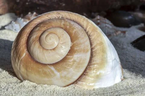 Giant Brown Snail Shell 写真素材