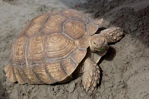Giant brown turtle on the sand Stock Photos