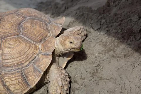 Giant brown turtle on the sand Stock Photos