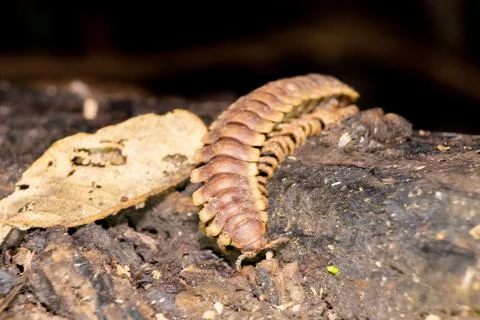 Giant bug, large millipede. python millipede, Nyssodesmus python Stock Photos