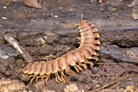 Giant bug, large millipede. python millipede, Nyssodesmus python Stock Photos