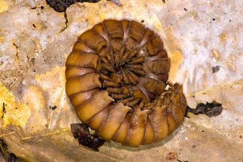 Giant bug, large millipede. python millipede, Nyssodesmus python Stock Photos
