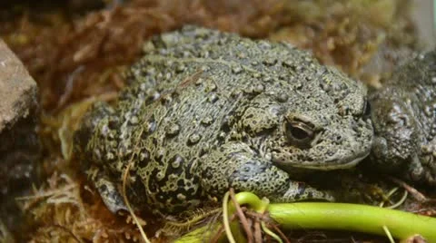 Giant bullfrog Stock Footage 12276149