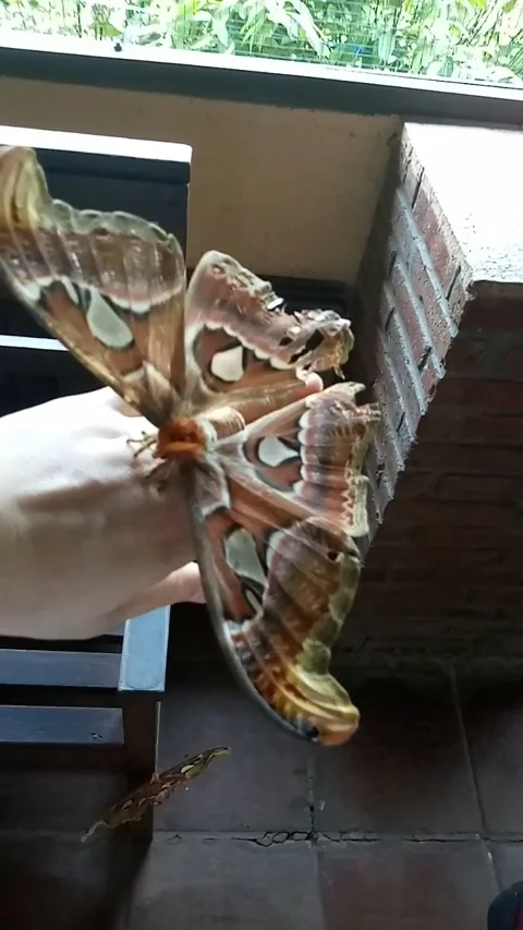 Giant butterfly on hand Stock Footage 339260722