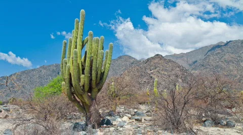 Giant Cactus in Desert Stock Footage