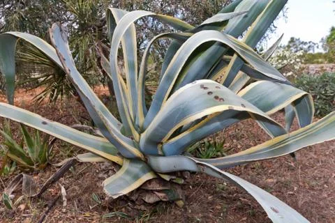 Giant cactus Stock-Fotos
