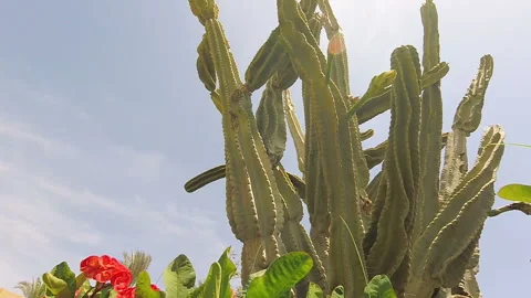 Giant cactus on the sky background with palms and flowers, tropical plants Video stock 89081879