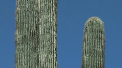 Giant cactus. smooth pan down 스톡 동영상 352691