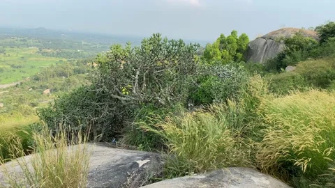 Giant cactus tree on the mountain Stock Footage 163754087