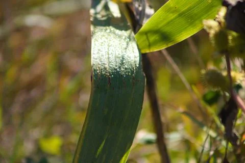 Giant cane closeup view with selective focus on foreground Stock Photos
