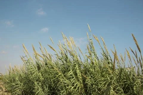 Giant canes with the blue sky on the background. Stock Photos