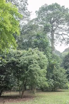 Giant Canopy Tree in a Layered Tropical Woodland Stock Photos