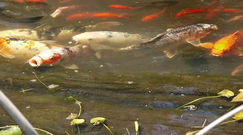Giant Carp Feeding Stock Footage 910975