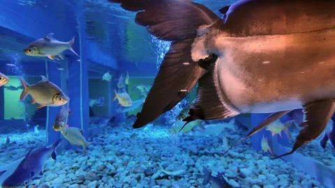 giant catfish and Black Ear Catfish Stock Video Pond5