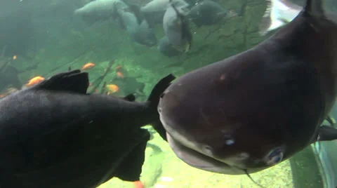 Giant Catfish Swims To camera Stock-Footage 37173169