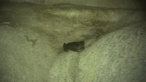 Giant Cave Toad, Malaysia Video stock 224402342