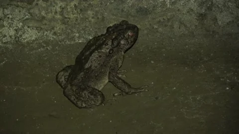 Giant Cave Toad, Malaysia Stock Footage 224402979