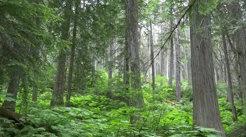 Giant Cedars in rainforest canada Stock Footage 54805348