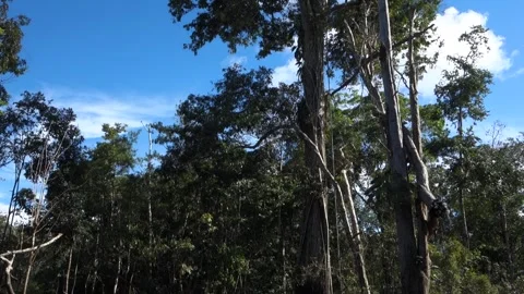 Giant centenary tree stands out amidst vegetation in flooded amazon rainforest Stock Footage 337241818