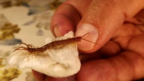 Giant centipede cleans its antennae while a human (exotic vet). Holding Insect Stock Footage 285341029