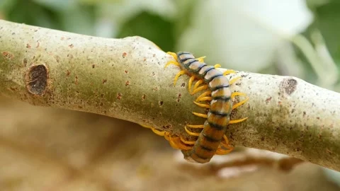A giant centipede crawling on a tree trunk Stock Footage 156608910