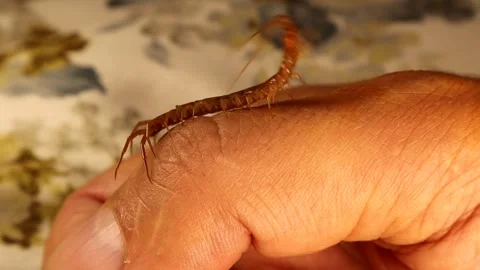 Giant centipede crawls on a human (Exotics vet) arm. Holding insect Stock-Footage 285340031
