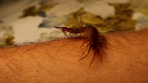 Giant centipede crawls on a human (Exotics vet) arm. Holding insect Stock Footage 285340317