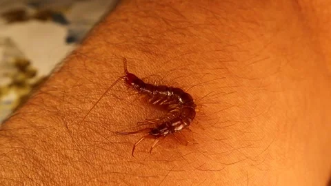 Giant centipede crawls on a human (Exotics vet) arm. Holding insect Stock Footage 285366974