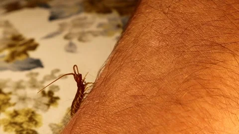 Giant centipede crawls on a human (Exotics vet) arm. Holding insect Stock Footage 285366991