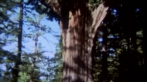 Giant Chandler tree Stock Footage 194514609