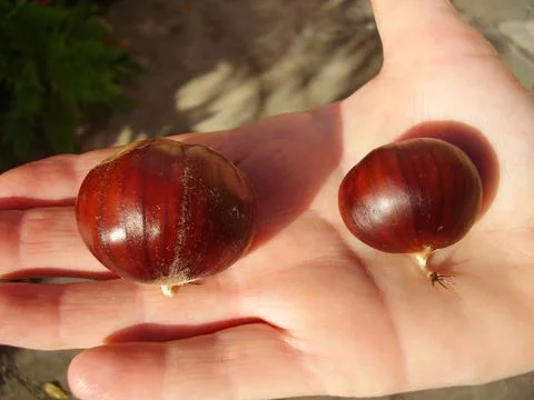 Giant Chestnut Stock Photos